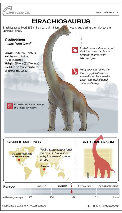 Learn about Brachiosaurus, the Jurassic-era giant planet-eating dinosaur. Morrison Formation, Dinosaur Facts, Jurassic Period, Dinosaur Pictures, Prehistoric World, Educational Infographic, Ancient Animals, A Giraffe, Extinct Animals