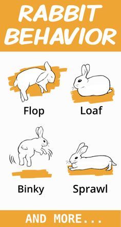 Rabbits have a very complicated communication style. Learn how to effectively listen to your rabbit by reading their body language. Rabbit Body Language, Bunny Body Language, Rabbit Language, Rabbit Cleaning, Rabbit Anatomy, Rabbits Cute, Bunny Things, Flemish Giant Rabbit, Farm Landscaping