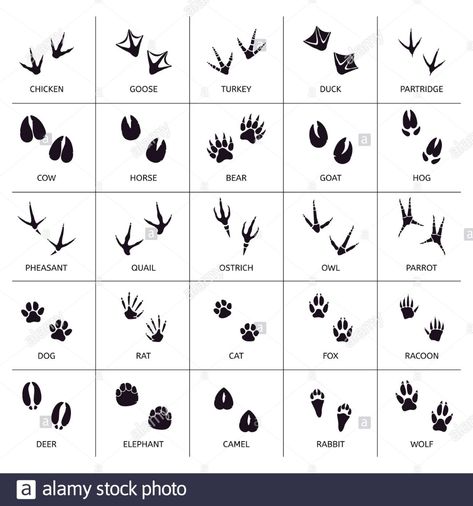 Animals foot marks. Animal footprint, animals paw silhouettes, bear, cat, wolf and rabbit footprint steps vector illustration set Stock Vector Image & Art - Alamy Patchwork, Rabbit Paws Tattoo, Rabbit Paw Tattoo, Cats Footprint, Rabbit Paw Print, Footprint Animals, Rabbit Footprint, Wolf And Rabbit, Rabbit Footprints