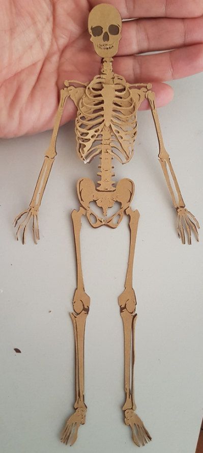 Paper Skeleton Craft, Skeleton School Project Ideas, 3d Skeleton Project, How To Make A Skeleton, Skeleton Model Project, Skeleton Art Projects, Cardboard Skeleton, Skeleton Clay, Human Body Science Projects