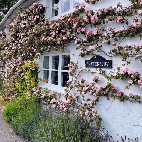 12 Stunning Wall Climbing Roses - SONG OF ROSES Roses On House Wall, Climbing Rose On Wall, Climbing Roses On Wall, Climbing Roses On Brick Wall, Roses Climbing On House, Climbing Rose Garden Ideas, All Dressed Up Rose, Climbing Rose On House, Climbing Rose Varieties