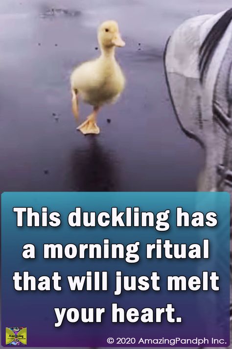 I thought I’d seen it all, but I guess I was wrong! – This duckling has a morning ritual that will just melt your heart… #duckling #morning #ritual #funny #viral #duck It’s A Beautiful Morning, Puppy And Duckling Video, Good Morning Funny Videos, Cute Good Morning Images Funny, Good Morning Gifs Funny, Funny Birthday Greetings, Funny Good Morning Greetings, Funny Good Night Pictures, Good Morning Videos