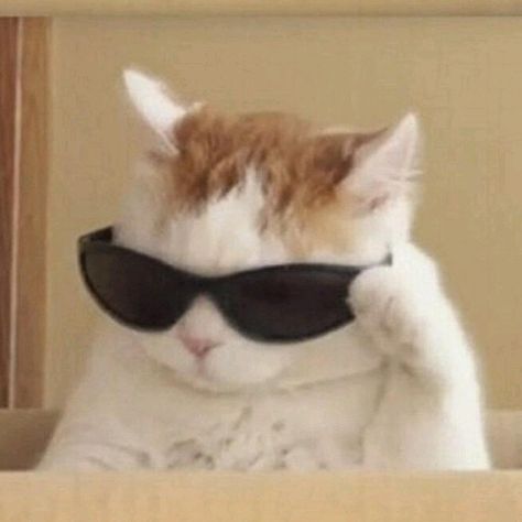 Memes, Humour, Funny, Dogs, Sunglasses, Cat With Sunglasses, A Cat, Humor, Mirror