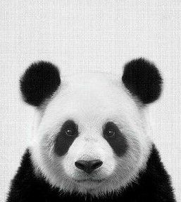 Panda Head Drawing, Panda Black And White, Manga Tokyo Ghoul, Panda Mignon, Panda Cute, Panda Face, Black And White Photo Wall, Animals Black And White, Panda Art