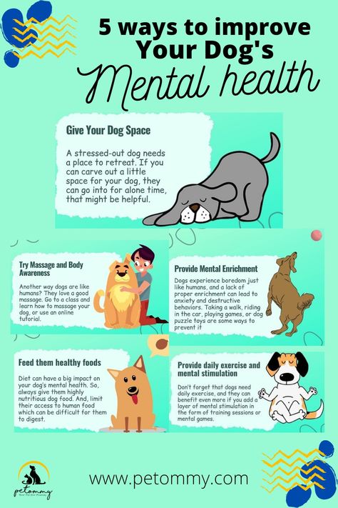 5 ways to improve your dog's mental health | dong care tips | dog lovers | Petommy Tips For Dog Owners, New Dog Owner Tips, Dog Tips Pet Care, Dog Enrichment Diy, Where To Pet A Dog, Dogs Infographic, Dog Enrichment Ideas, Dog Owner Tips, Pet Information