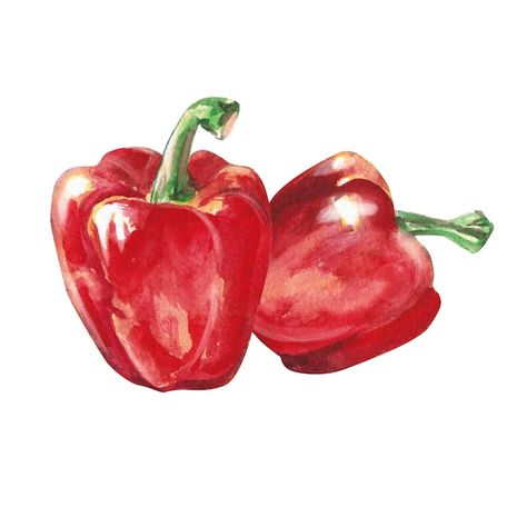 Red Pepper Watercolor, Red Pepper Drawing, Pepper Watercolor, Watercolor Vegetables, Sweet Pepper, Human Design, Stuffed Sweet Peppers, Red Pepper, Red Peppers