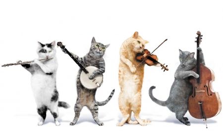 The cat band Gatos Cool, Koci Humor, Cats Musical, Slaap Lekker, Cat Holidays, Cat Club, Fb Covers, Cat Birthday, All About Cats