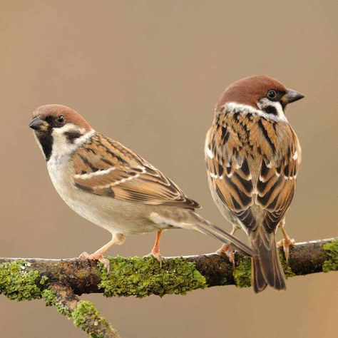 All about the Tree sparrow - GardenBird Bird In A Tree, Birds Images, Tree Sparrow, Sparrow Art, Song Birds, Sparrow Bird, House Sparrow, 그림 ��낙서, Bird Watcher