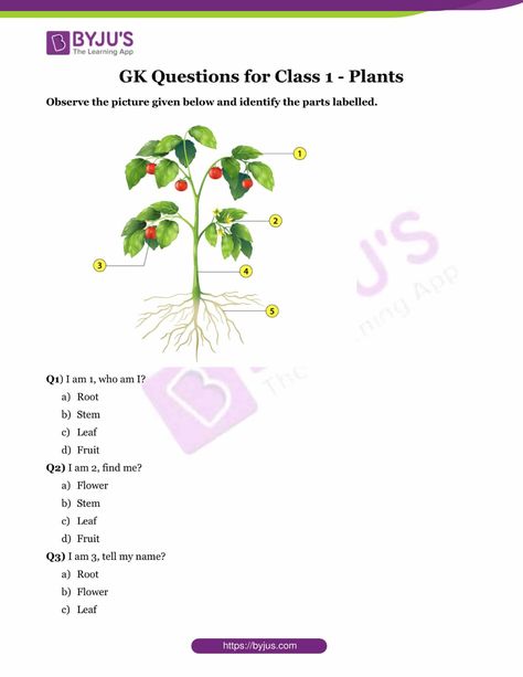 GK Questions for Class 1 - Plants Parts Of Plants, I Am 4, Knowledge Quiz, Quiz Questions And Answers, About Plants, Worksheets For Kindergarten, Gk Questions, G K, Special Education Classroom