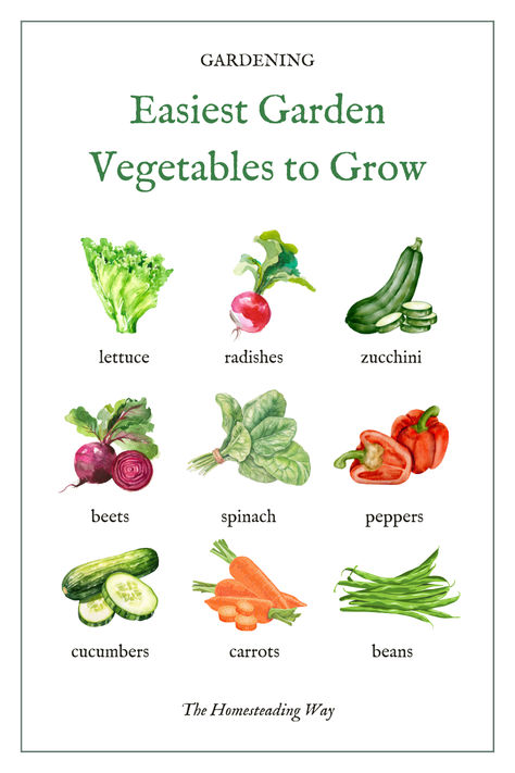 Easiest Garden Vegetables to Grow for Beginners Easy Plants To Grow Indoors Vegetable Garden, Easiest Food To Grow, How To Plant Vegetables For Beginners, First Time Gardening, Gardening Vegetables For Beginners, Easiest Fruit To Grow, Growing Vegetables In Pots For Beginners, Easy Vegetables To Grow For Beginners, Beginner Gardening Vegetables