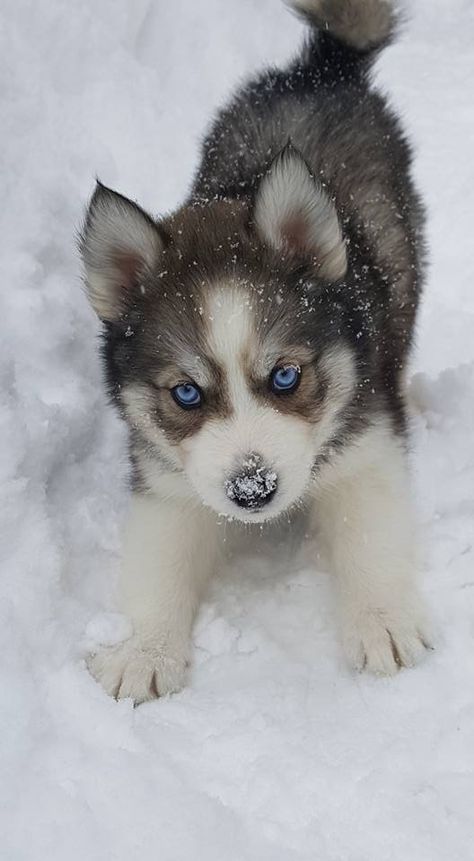 Cute Husky Puppies, Funny Dog Faces, Very Cute Puppies, Cute Dogs Images, Super Cute Dogs, Animal Experiences, Cute Small Animals, Cute Husky, Super Cute Puppies