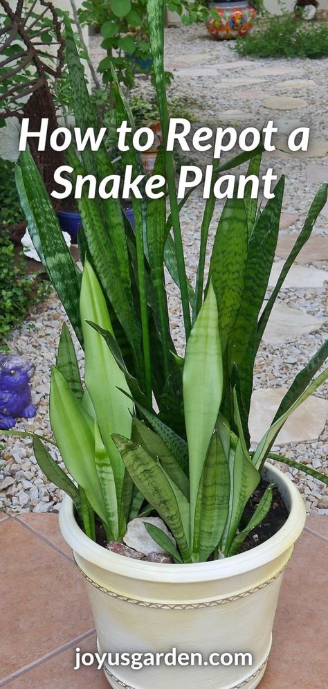 Snake Plant Soil, Repotting Snake Plant, Snake Plant Decor, Snake Plant Indoor, Easy Care Indoor Plants, Snake Plant Care, Snake Plants, Household Plants, Plant Care Houseplant