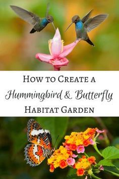 Create a hummingbird and butterfly habitat garden that will have these winged creatures flying around your yard all summer long! | hummingbird flowers | hummingbird garden | butterfly flowers | butterfly garden Butterfly Garden Plants, Funny Vine, Butterfly Habitat, Butterfly Garden Design, Habitat Garden, Hummingbird Plants, Garden Butterfly, Winged Creatures, Vertical Herb Garden