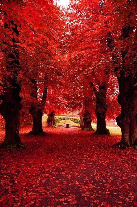 Nature Photography Tips, Autumn Rain, Autumn Scenery, Red Tree, Autumn Beauty, Growing Tree, Red Paint, Autumn Trees, Nature Scenes
