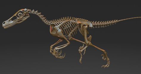 ArtStation - Velociraptor Skeleton, Evgeniy Mahnyov Spinosaurus Skeleton, Velociraptor Skeleton, Triceratops Skeleton, Dinosaur Statue, Dinosaur Skeletons, Dinosaur Exhibition, Skeleton Warrior, Dinosaur Dinosaur, Dinosaur Park