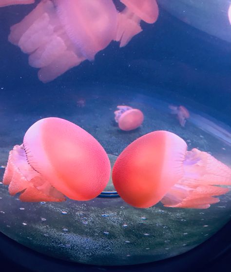 Two pink jellyfish Jellyfish, Pink Meanie Jellyfish, Jellyfish Project, Two Jellyfish, Types Of Jellyfish, Pink Jellyfish, Super Cool Stuff, Jellyfish Art, Soft Pink
