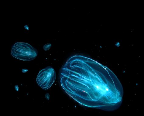 Best Time of Year for Bioluminescence in Florida: Dinoflagellates (Glowing plankton): May - October Bioluminescent Comb Jellies: November – April Nature, Bioluminescent Fish, Bioluminescence Kayaking, Fathomless Warlock, Bioluminescence Beach, Florida Bioluminescence, Glowing Plankton, Summer Kayaking, Comb Jelly
