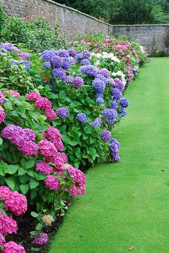 Hydrangea Border at the Powerscourt Gardens | Flickr - Photo Sharing! Garden Care, Landscape Designs, Hydrangea Border, Desain Lanskap, Have Inspiration, The Secret Garden, Garden Borders, Gorgeous Gardens, Garden Cottage