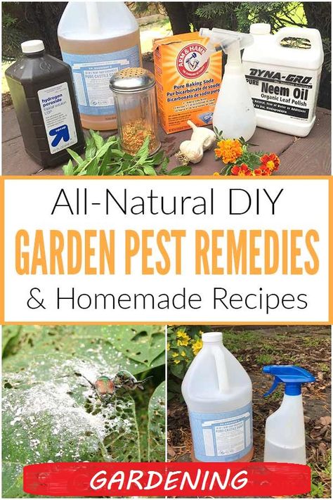 Stop Pests from Destroying Your Garden with baking soda and soap! #organic #garden #gardening #plants #plant #yard Natural Bug Killer, Garden Bug Spray, Garden Pest Spray, Pest Spray, Diy Bug Spray, Homemade Garden, Organic Insecticide, Natural Bug Spray, Natural Insecticide