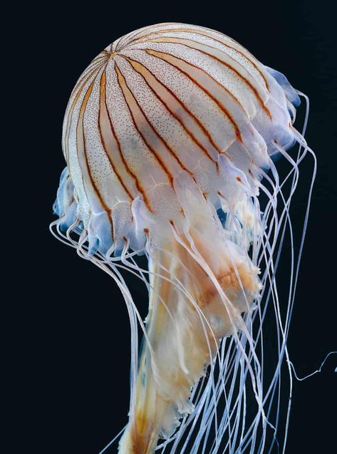 Types Of Jellyfish, Ocean Art Projects, Sea Jellies, Higher Art, Aleutian Islands, Cnidaria, World Atlas, Tattoo Flowers, Jellyfish Art