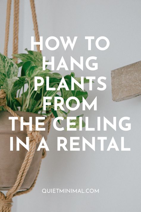 Hanging Plants In The Bathroom, Hanging Plants In Bathroom Ideas, How To Hang Things From The Ceiling, Plant Rooms Ideas, Hanging Plants In Front Of Window, Things To Hang From Ceiling, Ceiling Hanging Decor, Hanging House Plants, Hang Plants From Ceiling