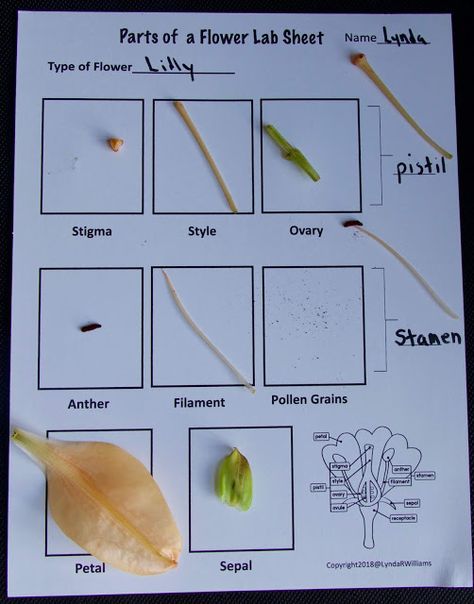 Teaching Science With Lynda: Dissecting a Flower to Teach Structure and Function NGSS4-LS1=1 and NGSS 4-LS1-2 Montessori, Flower Dissection For Kids, دورة حياة النبات, Flower Worksheet, Flower Dissection, Backyard Science, Botany Study, Flower Science, Abeka Homeschool