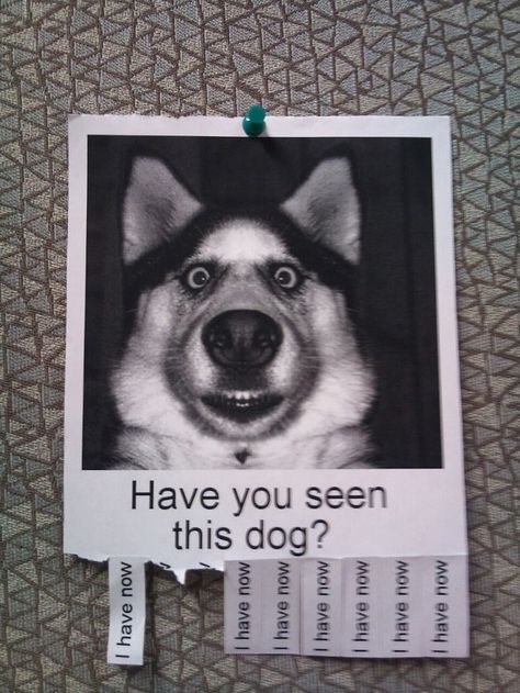 "Have you seen this dog? | 26 [really only 9] Things That Will Turn Your Bad Day Around In An Instant" Funny Animal Pictures, Funny Animal Quotes, Tierischer Humor, Funny Animal Photos, Pet Signs, Losing A Pet, Animal Quotes, Have You Seen, Animal Memes