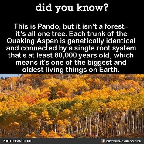 Interesting-Facts-Did-You-Know Random Facts, Pando Tree, Quaking Aspen, Giant Tree, Single Tree, Tree Forest, The More You Know, History Facts, Weird Facts