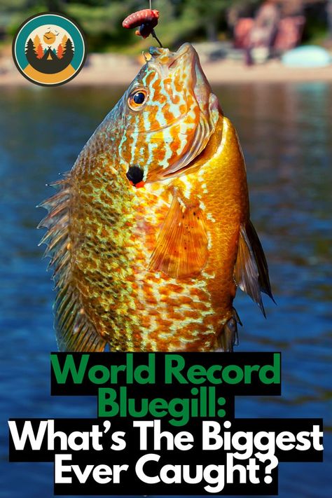 Bluegill Fishing, Crappie Fishing Tips, Diy Fishing Lures, Fishing Bobber, Fishing Diy, Crappie Fishing, Body Of Water, Freshwater Fishing, Fishing Guide
