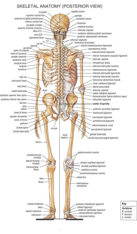 Skeleton, Posterior view Labeled Skeleton Human Anatomy, Female Skeleton Anatomy, Anatomi Dan Fisiologi, Skeletal System Anatomy, Human Skeletal System, Human Skeleton Anatomy, Body Bones, Anatomy Bones, Skeleton Anatomy