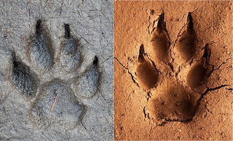 Coyote vs Dog Track Coyote Facts, Coyote Tracks, Dog Paw Drawing, Paw Drawing, Coyote Hunting, Easy To Draw, Dog Family, Crazy Chicken Lady, Animal Tracks