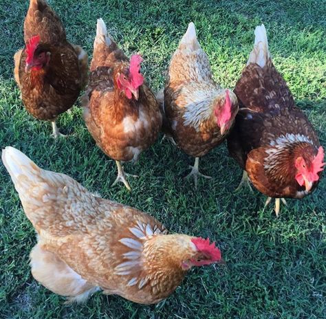 Cinnamon Queen Chickens - #mygoodgirls ❤️ Cinnamon Queen Chickens, Cinnamon Queen Chicken, Cinnamon Queen, Cinnamon Chicken, Farming Tips, Chicken Aesthetic, Quails, Bird Quilt, Backyard Chickens