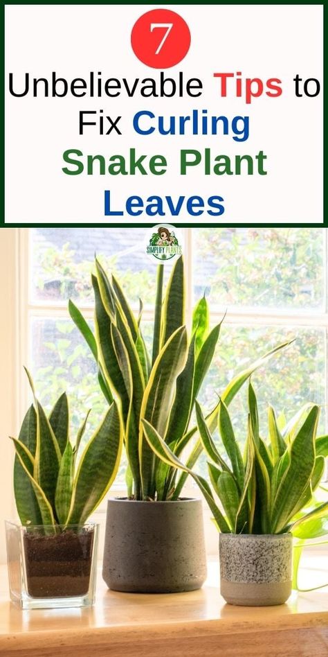 5 Reasons Why Your Snake Plant Leaves Are Curling » Simplify Plants Low Maintenance Plants Landscaping, Snake Plant Propagation, Snake Plant Indoor, Jade Plant Care, Plants Grown In Water, Bloxburg Hallway, Storage Hallway, Snake Plant Care, Houseplant Care
