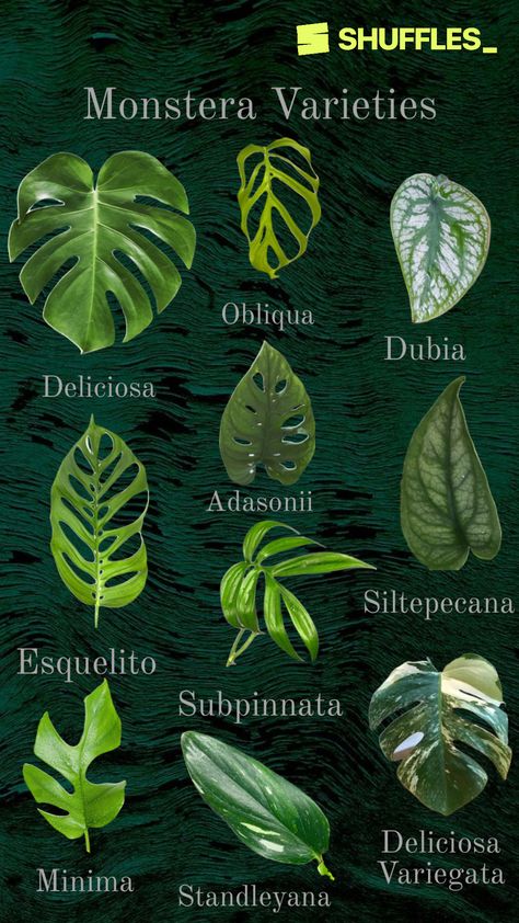 Created by MissMEm13 on Shuffles Plante Monstera, Monstera Plants, Reputation Era, Tropical Garden Design, English Font, Household Plants, Plant Care Houseplant, Old English Font, Delta Phi Epsilon