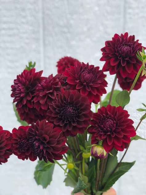 Bordeaux, Dahlia Flower Burgundy, Burgundy Dahlia Wedding Bouquet, Wine Colored Flowers, Dark Fall Flowers, Dark Dahlia Bouquet, Burgundy Dahlia Bouquet, Red Dahlia Bouquet, Maroon Dahlia