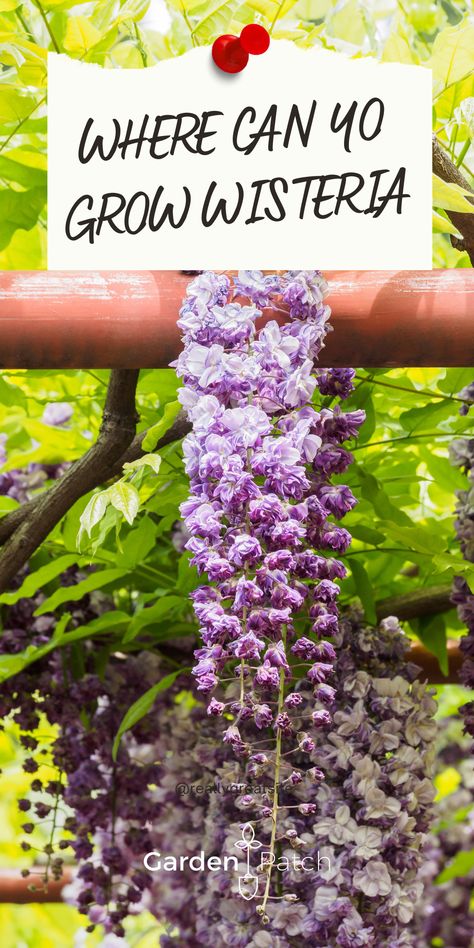 Where Can You Grow Wisteria Planting Vines, Wysteria Tree, Wisteria Pruning, Chinese Garden Landscape, Wisteria How To Grow, Wisteria Trellis, Wisteria Arbor, Fast Growing Flowers, Chinese Wisteria