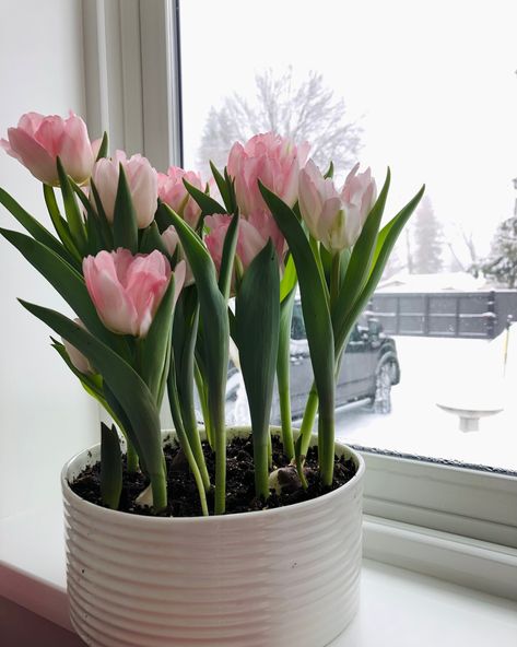 Potted Flowers Indoor, House Flowers Indoor, Tulips Indoors, Plants Tulips, Tulip Plants, Tulip Growing, How To Grow Tulips, Potted Tulips, Grow Tulips