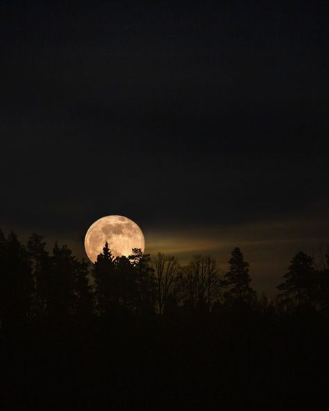 Nature, Moon Lit Forest, Moonlight Forest Aesthetic, Moon Forest Aesthetic, Full Moon Aesthetic Photography, Night Forest Photography, Full Moon Forest, Night In The Forest, Full Moon Pictures