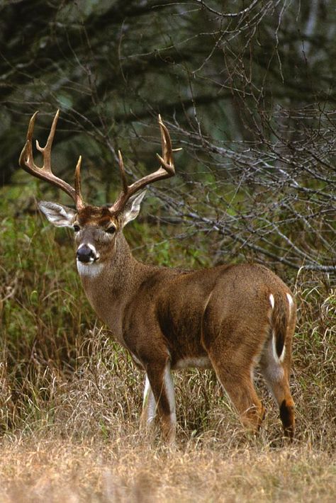 white tail deer | Whitetail Deer http://coldsteeloutdoors.com/ | Whitetail ... Whitetail Deer Pictures, Whitetail Deer Hunting, Big Deer, Photo Animaliere, Deer Photos, Deer Pictures, Whitetail Bucks, Buck Deer, Deer Family