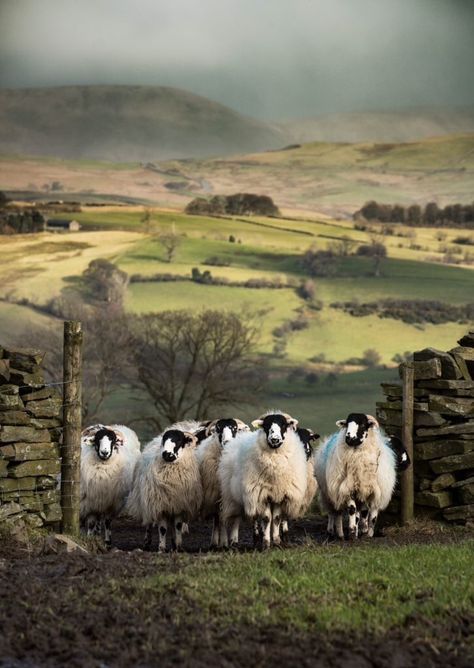 FUCKITANDMOVETOBRITAIN Cumbria, Lake District, Black Faced Sheep, Fell Pony, Albino Animals, Farm Tour, Green Rooms, 귀여운 동물, Farm Life