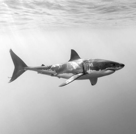 The great white shark! More Shark Art, Shark Tattoos, The Great White, Arte Inspo, White Sharks, Shark Week, Great White Shark, Great White, Ocean Creatures