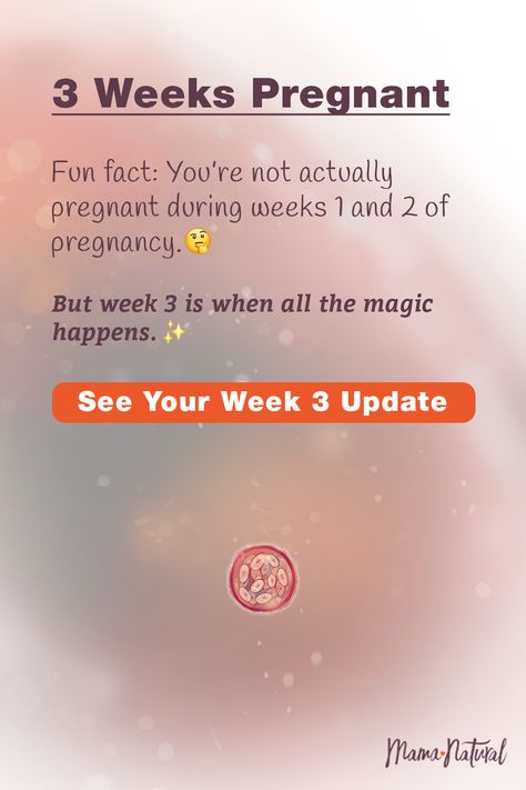 3-4 Weeks Pregnant, Week 3 Pregnancy Symptoms, 4 Weeks Pregnant Symptoms, 3 Weeks Pregnant Symptoms, Pregnancy Week Calculator, 2 Weeks Pregnant, 3 Weeks Pregnant, Pregnancy Symptoms By Week, Pregnancy Development