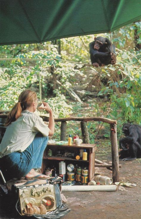 Primatology Aesthetic, Zoology Aesthetic, Retro Hiking, A Well Traveled Woman, Wildlife Biologist, Jane Goodall, Photographie Inspo, A Monkey, Animal Sanctuary