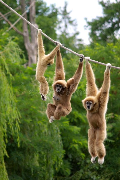 Gibbon monkeys. Gibbon monkey family hanging on rope , #spon, #monkey, #monkeys, #Gibbon, #rope, #hanging #ad Funny Animal Pics, Gibbon Monkey, Jungle Animals Pictures, Anime Pets, Monkey Pet, Monkey Family, Pet Anime, Cute Animal Art, Baby Monkeys