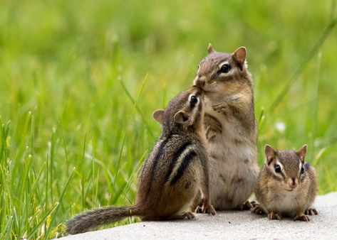 Things You Should Consider Before Choosing Chipmunks as Pets - Pet Ponder Nature, Chipmunk House, Squirrel Drawings, Pet Chipmunk, Woodland Habitat, Cute Chipmunk, Baby Chipmunk, Forest Field, Cats Pretty