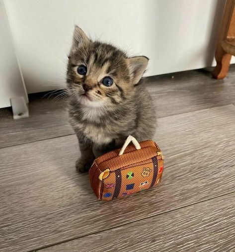 Heartwarming Collection Of Itty Bitty Kitties - I Can Has Cheezburger? Funny Animal Pictures, Söt Katt, Seni Dan Kraf, Tiny Cats, Meme Gato, Photo Chat, Funny Animal Memes, Cute Cats And Kittens, Cute Kittens