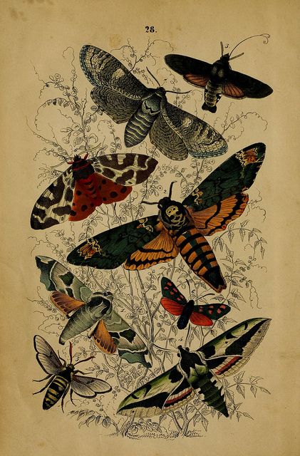 Moth Art Print, Moth Print, Moth Art, Image Paper, Wildlife Prints, Butterfly Illustration, Antique Images, Instant Art, Insect Art