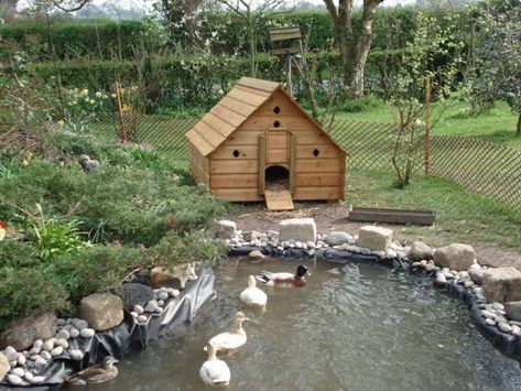 23 Best Backyard Duck Pond Ideas and Designs Pond For Ducks, Backyard Duck Pond, Duck Pond Ideas, Upgrade Backyard, Container Pond, Chicken Houses, Backyard Ducks, Duck Coop, Pond Cleaning