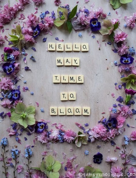 Hello May! May Month Quotes, Hello May Quotes, New Month Wishes, May Month, Neuer Monat, Wild Jasmine, May Quotes, Monthly Quotes, Hello April