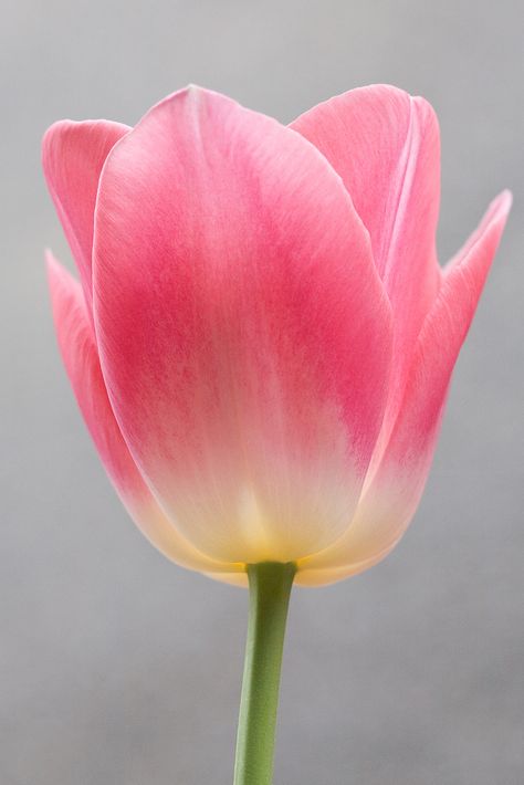 Tulip Photos Of Tulips, Tulips Reference Photo, Tulip Leaves, Tulips Photo, Tulip Photo, Single Tulip, Fruit Bouquet Ideas, Colorful Tulips, Tulip Colors
